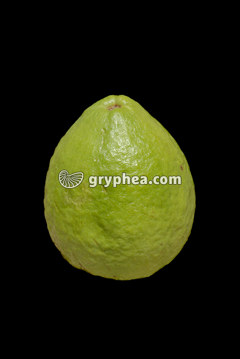 Goyavier (Psidium guajava) - Fruit ou Goyave  - gryphea.com